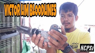 VICTOR LIM WINNERS BLOODLINES PINAHAWAK KO RENAN TABIOS  ADS amp 3 ANGELS LOFT [upl. by Grier]