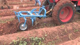 How To Harvest Potatoes [upl. by Lonyer993]