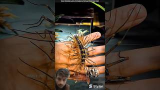 animals amazingfacts spider shorts shortsfeed trending viralvideo facts spiderhunter [upl. by Lleze]