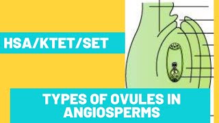 Types Of Ovules In Angiosperms [upl. by Bunnie143]