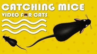 CAT GAMES  Catching Mice Entertainment Video for Cats to Watch  CAT amp DOG TV [upl. by Ecinue]