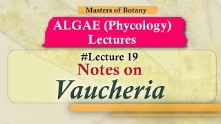 Lecture 19  Vaucheria Life Cycle Chlorophyceae  Algae Lecture Notes [upl. by Musser884]