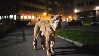 Training Your Chinese SharPei for Scent Detection Work [upl. by Anev]