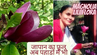 ये फूल अब पहाड़ों में भी magnolia liliiflora।। आजकल दो बड़ी जिम्मेदारियां एक साथ।।More workload।। [upl. by Aramot851]