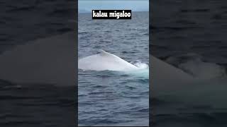 paus albino migaloo factanimals faktaunik whale [upl. by Assillem]