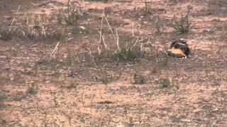 Killdeer bird pretends to be injured [upl. by Arotak]