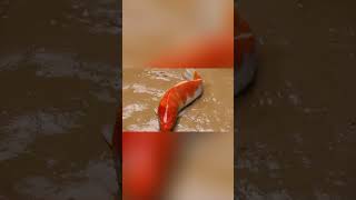 Stop Motion ASMR Fish Figh 20102024 fish shorts asmr fynnyvideo fish funny [upl. by Eenwat]