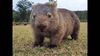 Intense research squeezes out why Wombat poo is squared [upl. by Garland989]