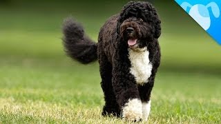 Portuguese Water Dogs Facts [upl. by Kylynn]