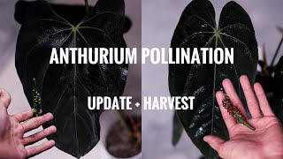 Anthurium Pollination Update  Harvest Seeds [upl. by Keverne]