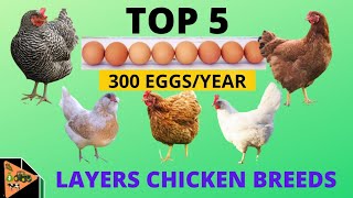 5 BEST LAYERS CHICKEN BREEDS THAT LAY UPTO 300 EGGS PER YEAR [upl. by Ardrey]