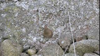 Corncrake  Tory Island [upl. by Ayanahs524]