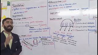 Translation  Protein Synthesis class 11 faderal new slabs l Class 12 In UrduHindi [upl. by Normy715]