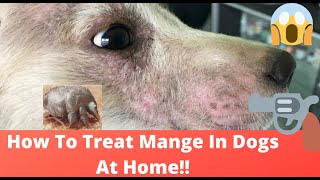 🔥Tips and Complete Guide “how to treat mange in dogs at home ” 👍 [upl. by Bradski]