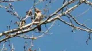 Northern Flicker female calling [upl. by Neral]