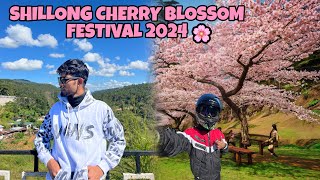 Shillong Cherry Blossom Festival 2024🌸Guwahati to Shillong [upl. by Tannen732]