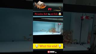 Piranha fish vs eel fish 🤯 shorts shortvideo [upl. by Nakre479]