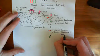 The Intrinsic Pathway of Apoptosis Part 5 [upl. by Aicitan]