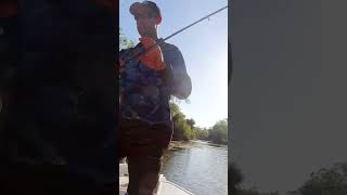 The Australian Saratoga saratoga fishing capeyork australia techniques tips fishingtips [upl. by Attenauq]