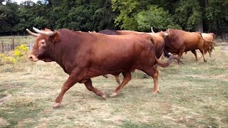 ESPECTACULARES los TOROS BRAVOS de la ganadería CAMINERO 2021 [upl. by Hewitt754]