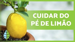 Como cuidar de um limoeiro em vaso ðŸ‹ðŸŒ³ [upl. by Dow]