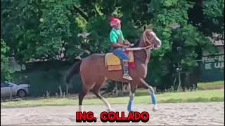 Collado anda en la madre este caballo hoy de Show [upl. by Wescott]