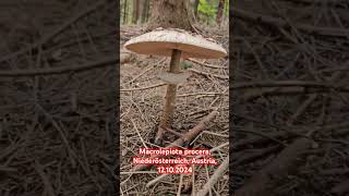 Macrolepiota procera Niederösterreich Austria pilze зонтик сърнела mushroom Parasol [upl. by Yeslah848]