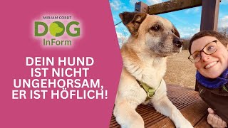 Was du machen musst wenn der Hund ungehorsam ist und deinen Befehl nicht ausführt [upl. by Yeltihw]