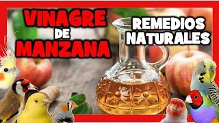 VINAGRE de MANZANA para CANARIOS y PAJAROS EXOTICOS 🐤 REMEDIOS NATURALES para DESPARASITAR CANARIOS [upl. by Enimajneb]