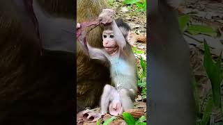 Baby Eden after born nere Mombabymonky animals newbornbabymonkey sorts [upl. by Thorma]