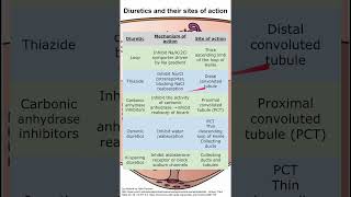 Diuretics and their sites of action [upl. by Eerual]