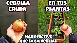 ENTIERRA y APLICA cebolla CRUDA en tus plantas y MIRA Huerto urbano en casa y jardín [upl. by Siriso]