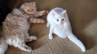 Cute White and Brown Cats Meowing to attract Me [upl. by Camp]