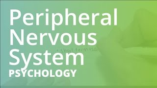 Peripheral Nervous System  Psychology PSYC101 [upl. by Aliam]