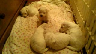 Sugar Moon Bichon pups 3 wks old [upl. by Liakim]