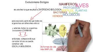 1 4 1 Principales teorías antropológicas Evolucionismo Antropológico [upl. by Radmen476]