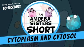 Cytoplasm and Cytosol  Amoeba Sisters Shorts [upl. by Verne]