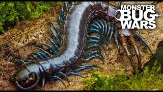 Best Centipede Showdowns  MONSTER BUG WARS [upl. by Reeva]