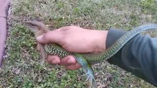 Wild caught Ameiva Lizard FL [upl. by Peggir]