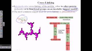 Enzyme cross linking [upl. by Eymaj997]