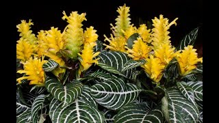 AFELANDRA Aphelandra squarrosa DICAS DE CULTIVO [upl. by Jeana]