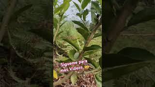 Parte 11 ejemplos de poda de árboles frutales cítricos de 1 año y medio poda podar [upl. by Aliam]