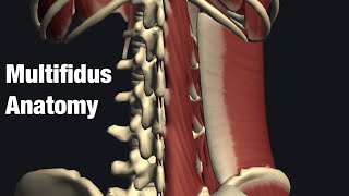 Anatomy and function of multifidus [upl. by Oinigih]