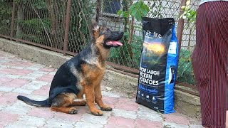 Smart and obedient German Shepherd puppy Sparta Initial puppy training Odessa [upl. by Aihtebat]