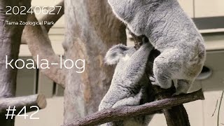 koalalog コアラログ 42 多摩動物公園 240627 🐨 [upl. by Michaela]