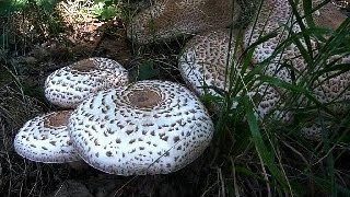 Agaricus bohusii  BUSENASTA RUDNJAČA [upl. by Esimaj739]