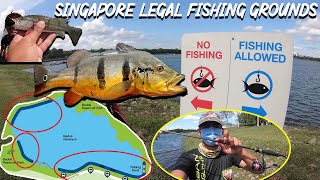 Bedok Reservoir Peacock Bass Frenzy  Singapore Legal Fishing Ground [upl. by Alexa904]