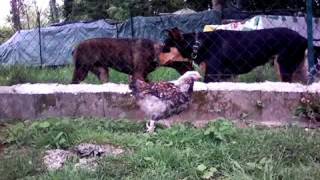 AMIS DES POULES FAVEROLLES ŒUFS NATURE ANTI DORYPHORE PERMACULTURE amp GALLINACÉ [upl. by Westfall]