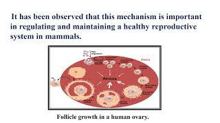 Follicular Atresia Video No 492 [upl. by Corwun154]