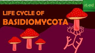 LIFE CYCLE OF BASIDIOMYCOTA fungi biology basidiomycota ntend6435 [upl. by Sihon]